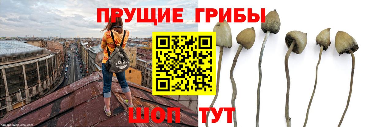 Псилоцибиновые грибы ЛСД  Вход с VPN  Галлюциногенные грибы мицелий  Сокол 